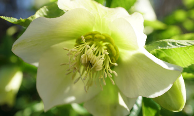 February Week 2 Garden Photos