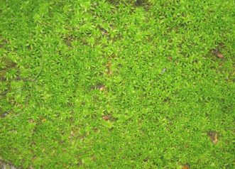 A thick mat of moss can cover the ground in shadier areas, especially where turfgrass is thin. Joey Williamson, ©2014 HGIC, Clemson Extension