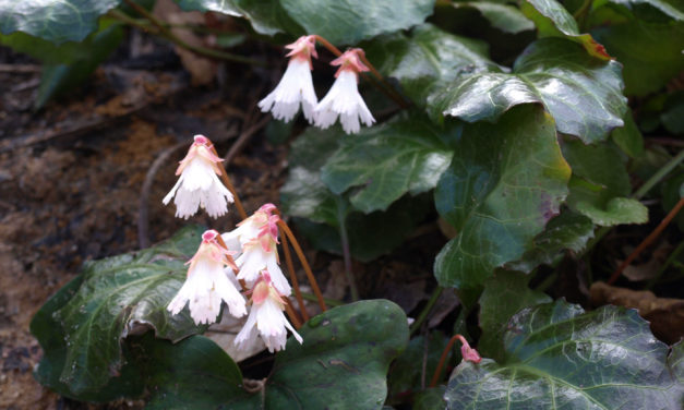 February Week 4 Garden Photos