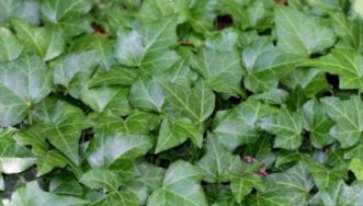 A thick mat of English ivy (Hedera helix) covered the ground and shaded out the original plantings. Joey Williamson, ©2014 HGIC, Clemson Extension