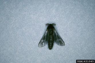 Adult male bagworms are brown moths with dark wings.