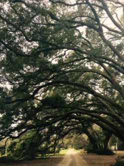 Alley of Live Oaks (Quercus viginiana) at the Charleston Tea Plantation