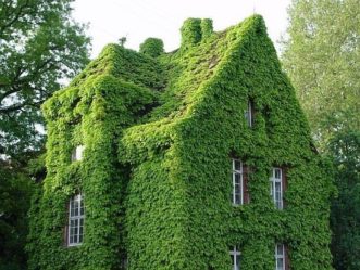 Although it may take a few years for a house to be engulfed with English ivy (Hedera helix), damage can occur where it does adhere to wood, stucco, or mortar.