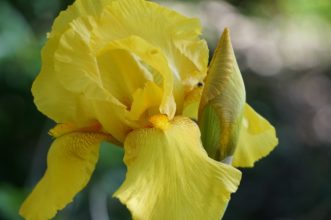 An unnamed yellow bearded iris collected from my great-grandmother’s yard.