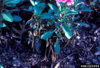 Annual vinca with Phytophthora stem blight and root rot. Department of Plant Pathology Archive, North Carolina State University, www.forestryimages.org