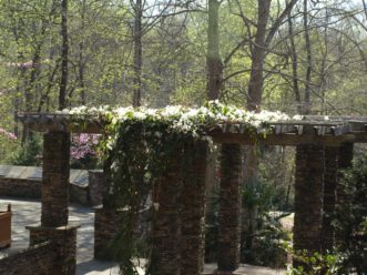 Armand’s Clematis (Clematis armandii) has beautiful white or pink flowers in the spring and is evergreen.