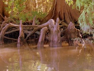 Baldcypress (Taxodium Distichum) knees emerging from the water on the edge of the Edisto River
