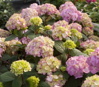 BloomStruck® (Hydrangea macrophylla ´PIIHM-II´ PP25,566) has rose-pink or purple flowers with red stems and dark green leaves with red veins.