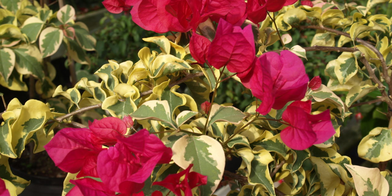 The raspberry pink bracts contrast well with the variegated foliage of the ‘Raspberry Ice’ Bougainvillea (Bougainvillea ‘Raspberry Ice’). Barbara H Smith, ©2015 HGIC, Clemson Extension
