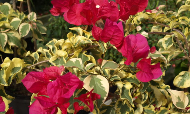 Bougainvillea