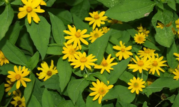Interesting Summer Annuals