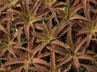 There are many different species of Cryptanthus that come in a variety of different shapes, colors, patterns, and sizes. 