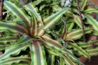 A “pup” offspring may be produced at the base of the parent plant.
