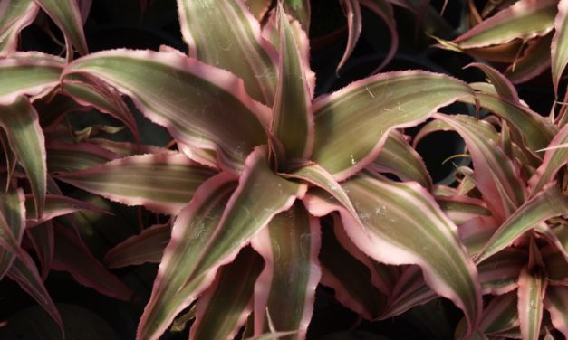 Earth Stars