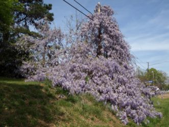 Chinese wisteria (Wisteria sinensis) is a highly invasive vine and should not be planted in the landscape.