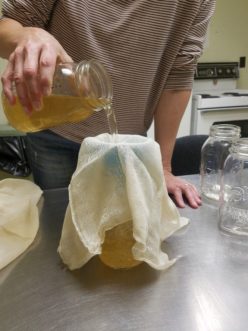 Clean cheesecloth draped over a funnel inserted into the mouth of a jar or bottle allows for easy pour and straining of the prepared vinegar.