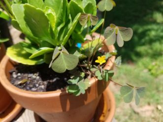 Creeping woodsorrel (Oxalis corniculata) often invades container flowerpots but can be easily removed by hand pulling. Oxalis produces a 5-petalled, yellow flower followed by a seed capsule. LayLa Burgess, © 2017 HGIC, Clemson Extension