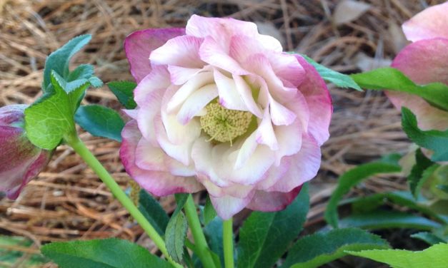 LENTEN ROSES