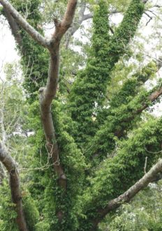 English ivy (Hedera helix) has climbed and is smothering a mature oak by blocking out sunlight. Joey Williamson, ©2014 HGIC, Clemson Extension