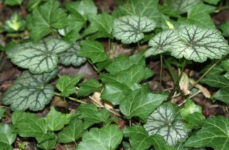 English ivy (Hedera helix) has spread into a bed and is beginning to compete with and shade out ornamental coral bells (Heuchera americana ‘Dale’s Strain’). Joey Williamson, ©2014 HGIC, Clemson Extension