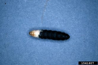Female adult bagworms are more grublike and do not have legs or wings.