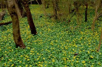 Figure 1. Fig buttercup forms dense monocultures where no other plants can grow.