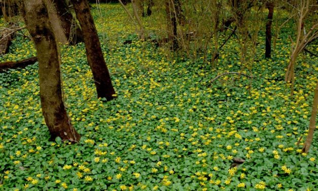 Fig Buttercup