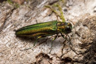 Figure 1. The emerald ash borer adult is a bright, metallic green beetle, about ½ inch long.