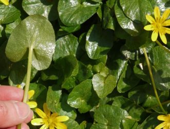 Figure 2. Fig buttercup leaves are spade or heart shaped and have very deep veination – somewhat resembling reptile skin.