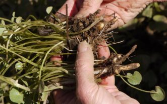Figure 4. Root tubers or bulblets of the fig buttercup are thick, and each can produce a new plant.