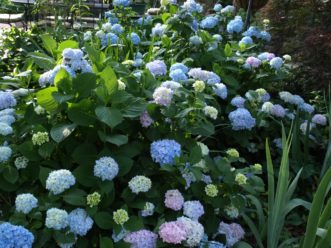If watered properly, Endless Summer® Hydrangeas (Hydrangea macrophylla) will bloom on both old and new wood throughout the summer.