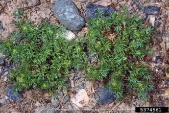 Lawn burweed (Soliva sessilis) growth habit. Joseph M. DiTomaso, University of California - Davis, Bugwood.org