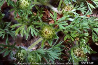 Lawn burweed (Soliva sessilis) leaves and fruiting head. Joseph M. DiTomaso, University of California - Davis, Bugwood.org