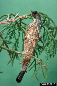 Male pupal casings are long and slender when compared to the fatter female pupal casings.