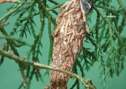 Integrated Pest Management (I.P.M.) for Evergreen Bagworms