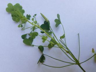 Oxalis species form fruiting capsules that contains multiple seeds. LayLa Burgess, © 2017 HGIC, Clemson Extension