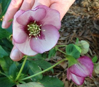 ‘Picotee’ is an early blooming hybrid Lenten rose with a dark magenta splash around the center of the flower.