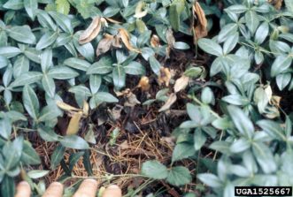 Rhizoctonia stem and root rot on perennial groundcover vinca. R.K. Jones, North Carolina State University, www.forestryimages.org