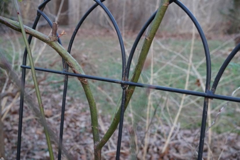 Roses do not have any type of natural support system and will need to be tied to a trellis or arbor for support.