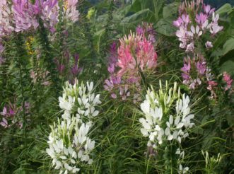 Spider flowers (Cleome hassleriana) attract hummingbirds, butterflies, bees, and other pollinating insects.