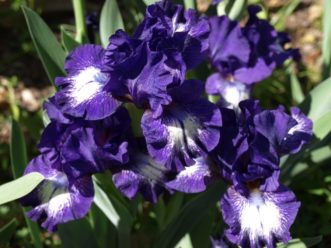 Star Woman bearded iris (Iris germanica ‘Star Woman’) was introduced in 1997.