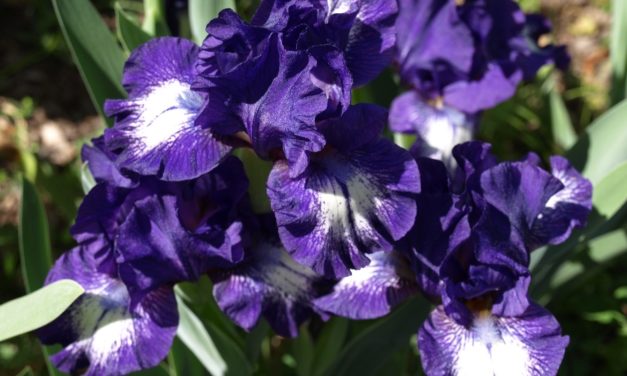 Bearded Iris