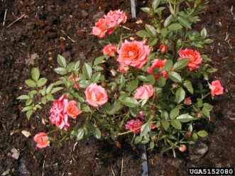 ‘Starina’, a miniature rose.