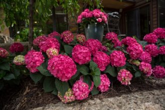 Summer Crush® (Hydrangea macrophylla 'Bailmacfive' PPAF) is a perfect selection for a small garden or growing in a container.