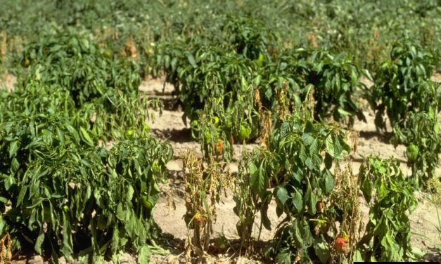 Drying Up Root and Crown Rot Pathogens