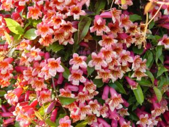 Tangerine Beauty Crossvine (Bignonia capreolata´Tangerine Beauty´) attracts hummingbirds, butterflies, bees, and other pollinating insects.