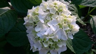 The Blushing Bride® Endless Summer® Hydrangea (Hydrangea macrophylla ´Blushing Bride´ PP17,169) has pure white flowers that mature to a light blush pink or blue, depending on the soil pH.
