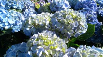 The original Endless Summer® Hydrangea (Hydrangea macrophylla ´Bailmer´ PP15,298) was first introduced in 2004.
