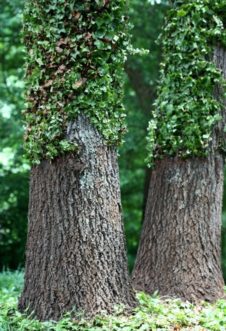The proper method of cutting and controlling English ivy (Hedera helix) growing up trees. Joey Williamson, ©2014 HGIC, Clemson Extension