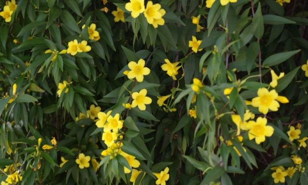 Vine Selections for Landscaping